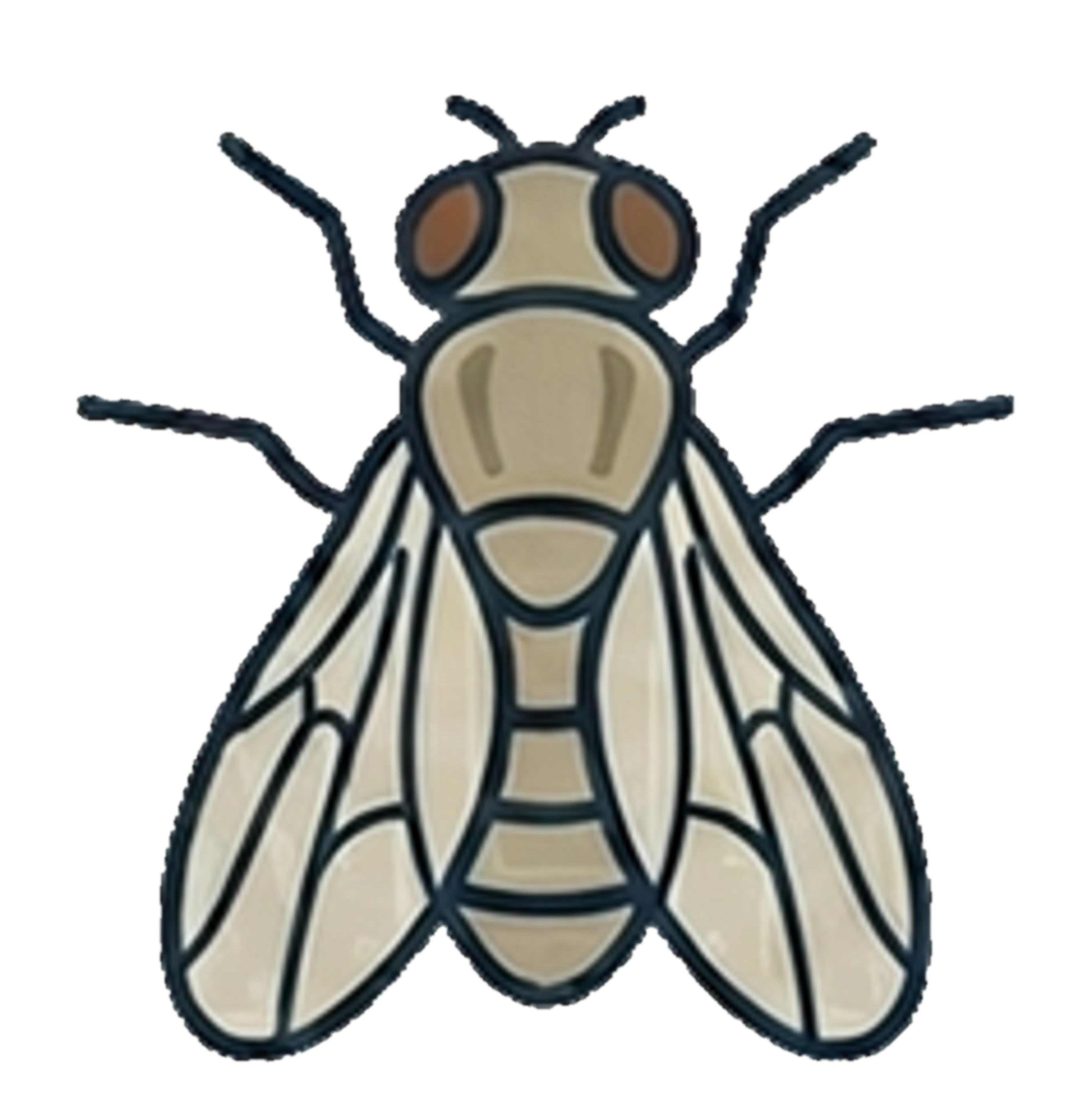 Fruit fly