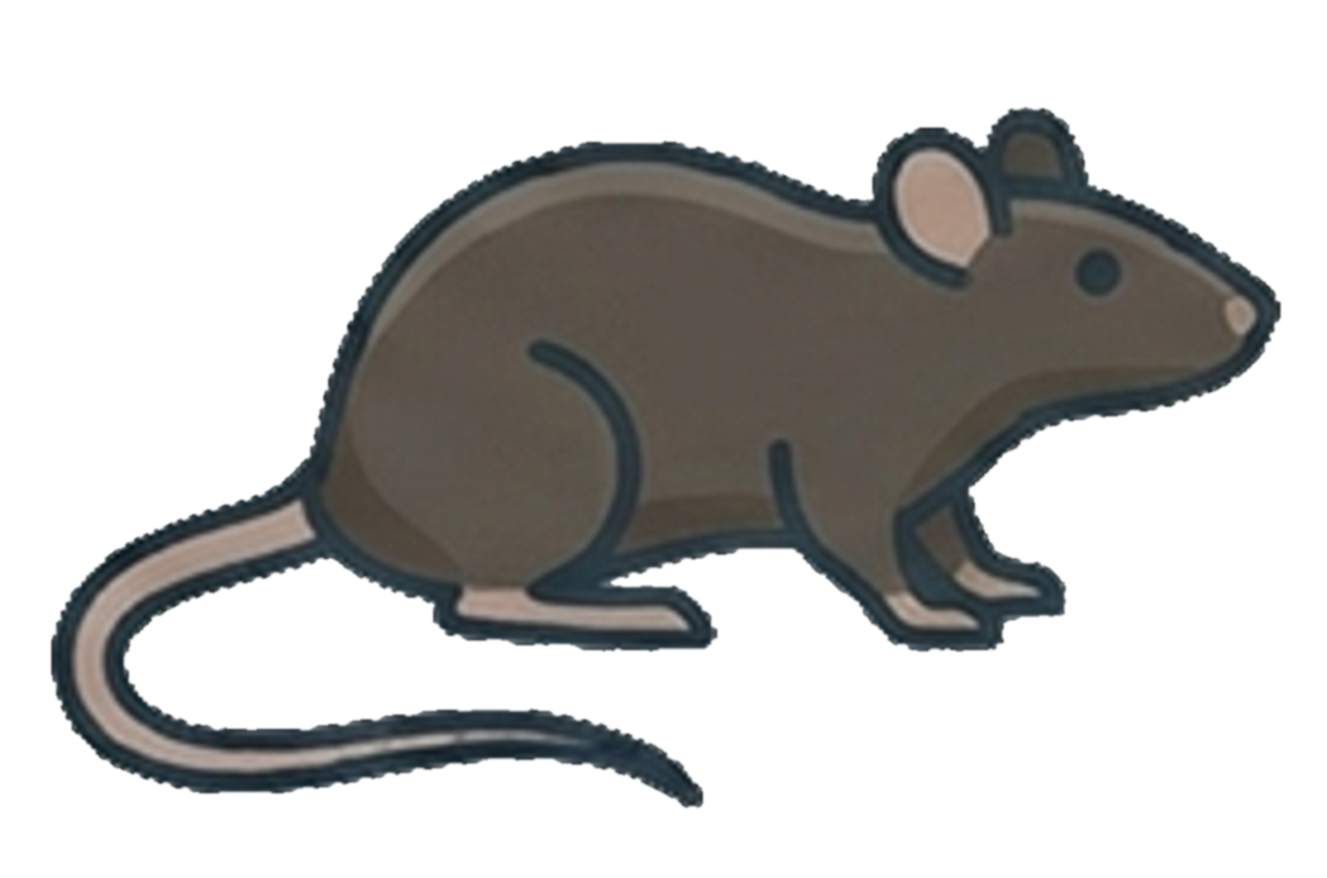 Rat